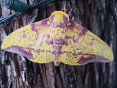 Eacles imperialis tucumana