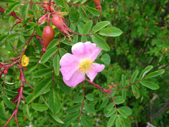 Rosa oxyodon