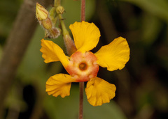 Mandevilla subsagittata