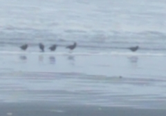 Haematopus bachmani