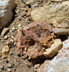 Rosulatae