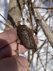 Callosamia promethea