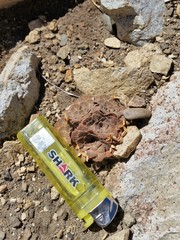 Rosulatae