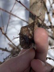 Callosamia promethea