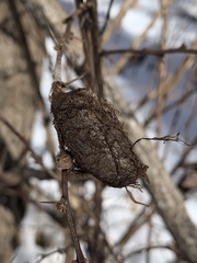 Callosamia promethea