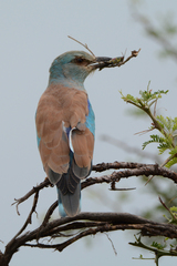 Coracias garrulus garrulus