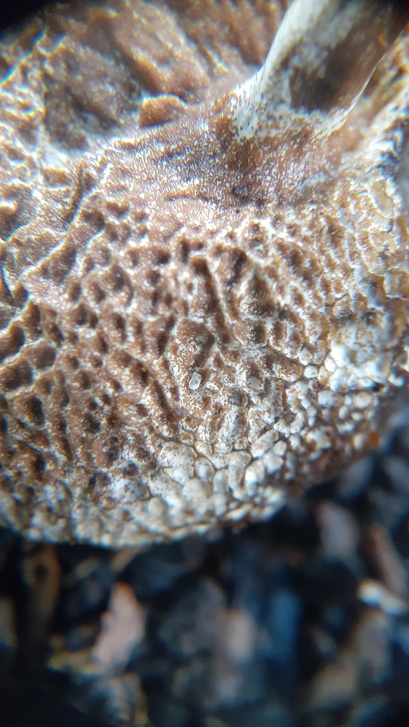 Hypomyces boletiphagus