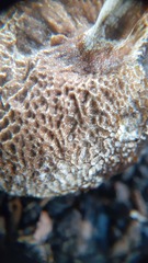 Hypomyces boletiphagus