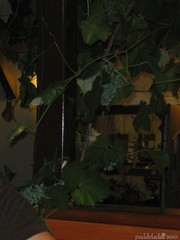 Vitis vinifera vinifera