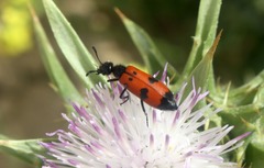 Mylabris quadripunctata
