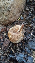 Hypomyces boletiphagus