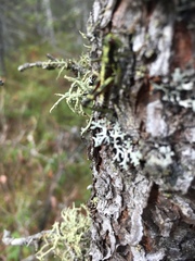 Booneacris glacialis