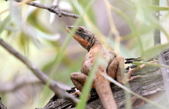 Lophognathus gilberti