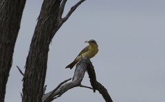 Ptilotula keartlandi
