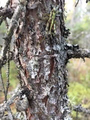 Booneacris glacialis