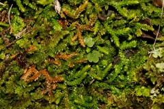 Selaginella denticulata