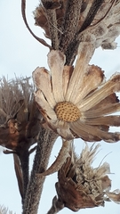 Liatris ligulistylis