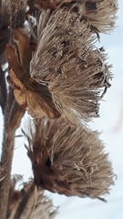 Liatris ligulistylis