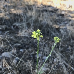 Angiospermae
