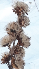 Liatris ligulistylis