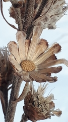 Liatris ligulistylis