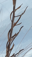 Liatris ligulistylis