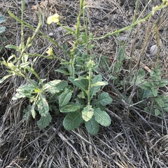 Angiospermae
