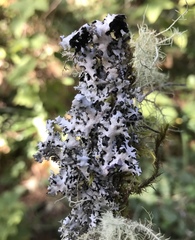 Parmelinopsis afrorevoluta image