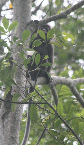 Trachypithecus obscurus