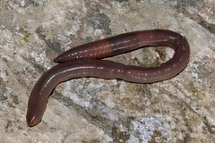 Octodrilus complanatus