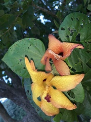Hibiscus elatus