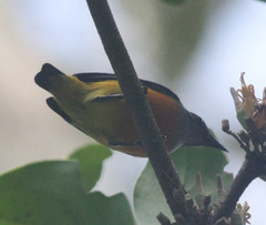 Dicaeum trigonostigma