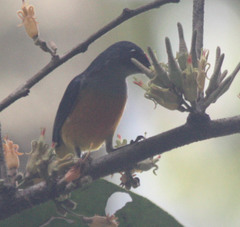 Dicaeum trigonostigma
