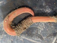 Glyceridae