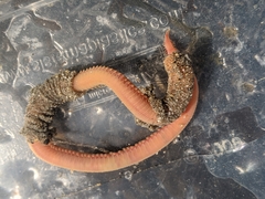 Glyceridae
