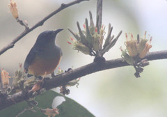 Dicaeum trigonostigma