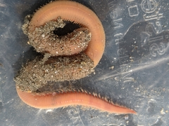 Glyceridae