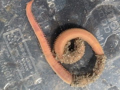 Glyceridae