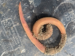 Glyceridae