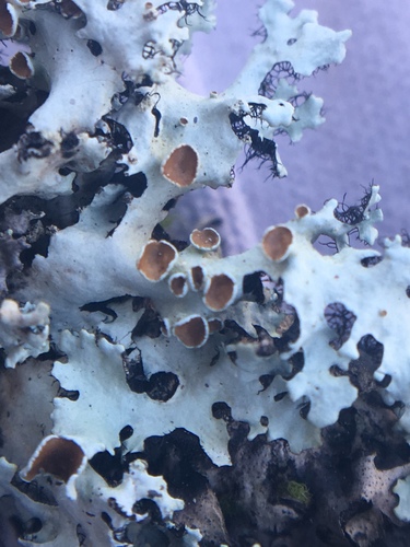 Parmelinopsis afrorevoluta image