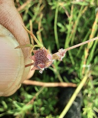 Actinotus gibbonsii