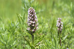 Galearis camtschatica