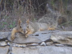 Sciurus niger