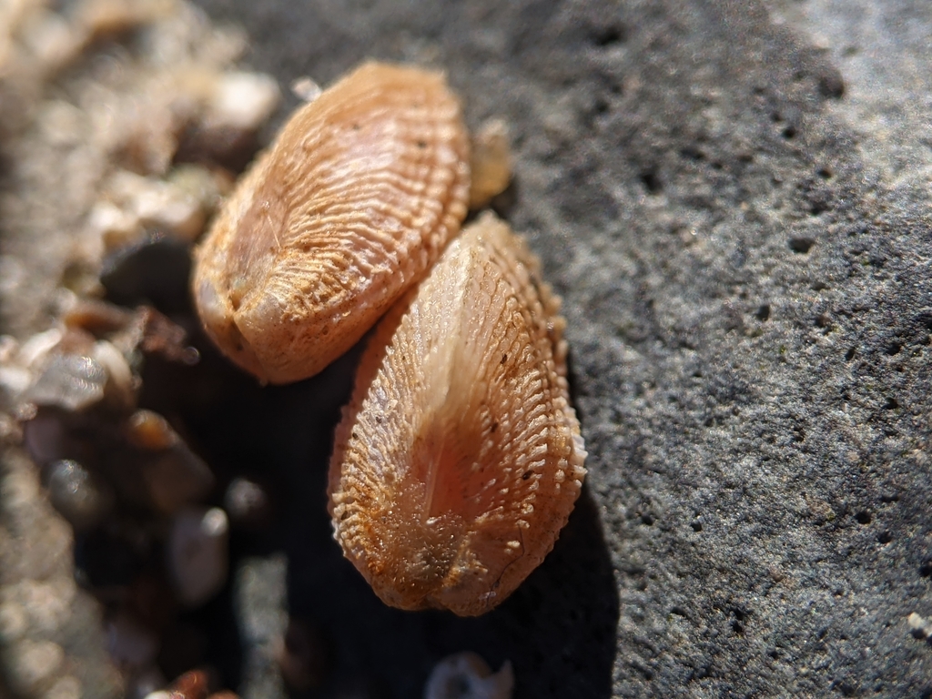 Kelsey pouchclam