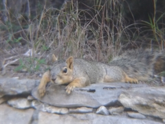 Sciurus niger