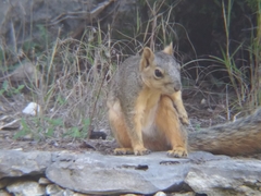 Sciurus niger