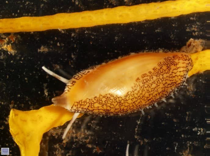 Simnialena