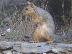 Sciurus niger