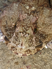Cabezon photo 5