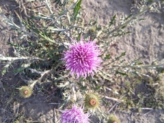 Cirsium rhaphilepis
